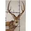 Image 1 : AXIS DEER Shoulder Mount
