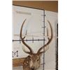 Image 8 : AXIS DEER Shoulder Mount