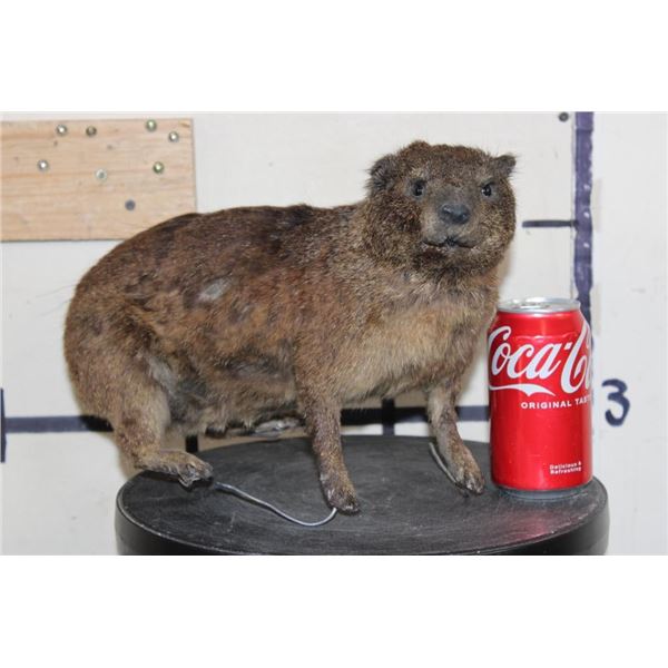 Life-sized ROCK HYRAX on Wires