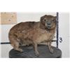Image 2 : Life-sized ROCK HYRAX on Wires