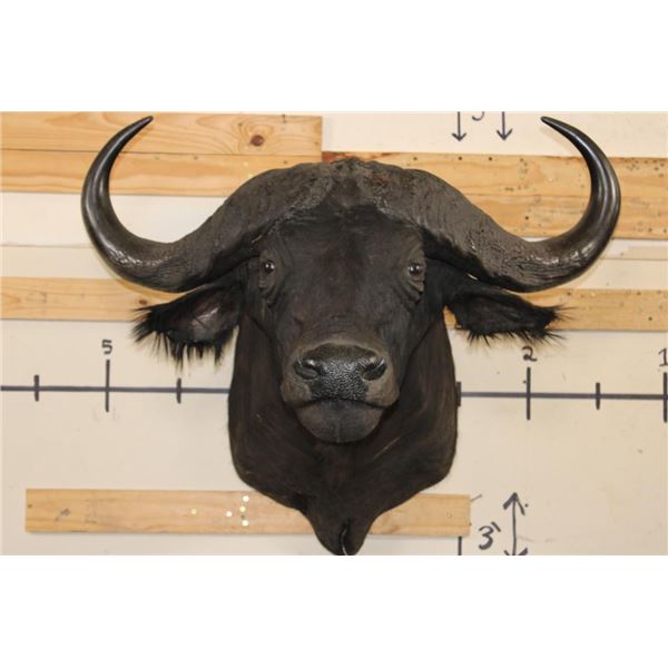 CAPE BUFFALO Shoulder Mount