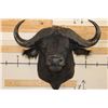 Image 1 : CAPE BUFFALO Shoulder Mount