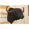 Image 2 : CAPE BUFFALO Shoulder Mount