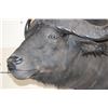 Image 4 : CAPE BUFFALO Shoulder Mount
