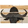 Image 7 : CAPE BUFFALO Shoulder Mount