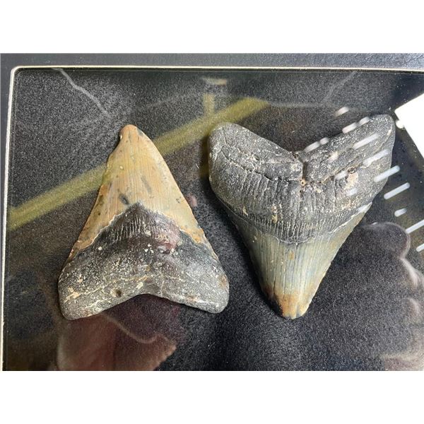 (2) Large MEGALODON SHARK Teeth Fossils in a Glass Display Case (ONE$)