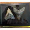 Image 2 : (2) Large MEGALODON SHARK Teeth Fossils in a Glass Display Case (ONE$)