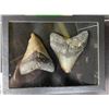 Image 3 : (2) Large MEGALODON SHARK Teeth Fossils in a Glass Display Case (ONE$)