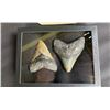 Image 4 : (2) Large MEGALODON SHARK Teeth Fossils in a Glass Display Case (ONE$)