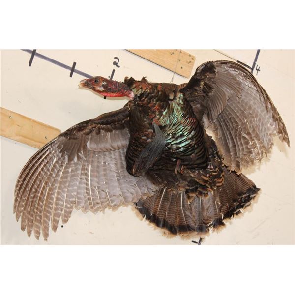 Life-sized Flying TURKEY with a Hook to Hang from the Ceiling