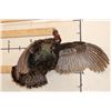 Image 3 : Life-sized Flying TURKEY with a Hook to Hang from the Ceiling