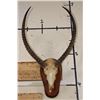 Image 1 : KAFUE LECHWE Skull on a Wooden Plaque