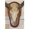 Image 5 : KAFUE LECHWE Skull on a Wooden Plaque