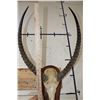 Image 7 : KAFUE LECHWE Skull on a Wooden Plaque