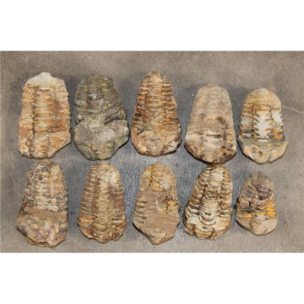 (10) TRILOBITE Fossils from Morocco (ONE$)