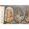 Image 3 : (10) TRILOBITE Fossils from Morocco (ONE$)