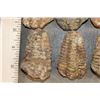 Image 5 : (10) TRILOBITE Fossils from Morocco (ONE$)