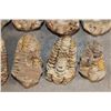 Image 6 : (10) TRILOBITE Fossils from Morocco (ONE$)