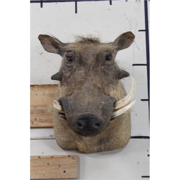 WARTHOG Shoulder Mount