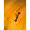 Image 10 : (10) Pieces of Authentic Myanmar AMBER Fossil Insect and Plant Specimens, Weight: 8.47 g (ONE$)