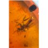 Image 11 : (10) Pieces of Authentic Myanmar AMBER Fossil Insect and Plant Specimens, Weight: 8.47 g (ONE$)