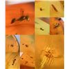 Image 2 : (10) Pieces of Authentic Myanmar AMBER Fossil Insect and Plant Specimens, Weight: 8.47 g (ONE$)