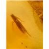 Image 6 : (10) Pieces of Authentic Myanmar AMBER Fossil Insect and Plant Specimens, Weight: 8.47 g (ONE$)