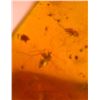 Image 8 : (10) Pieces of Authentic Myanmar AMBER Fossil Insect and Plant Specimens, Weight: 8.47 g (ONE$)