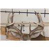 Image 10 : 10-Point WHITETAIL DEER Shoulder Mount with Drop Tines
