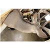 Image 11 : 10-Point WHITETAIL DEER Shoulder Mount with Drop Tines