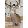 Image 12 : 10-Point WHITETAIL DEER Shoulder Mount with Drop Tines