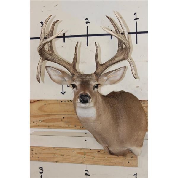 10-Point WHITETAIL DEER Shoulder Mount with Drop Tines