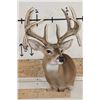 Image 2 : 10-Point WHITETAIL DEER Shoulder Mount with Drop Tines
