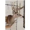 Image 3 : 10-Point WHITETAIL DEER Shoulder Mount with Drop Tines