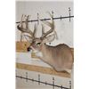 Image 4 : 10-Point WHITETAIL DEER Shoulder Mount with Drop Tines