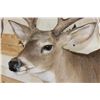 Image 5 : 10-Point WHITETAIL DEER Shoulder Mount with Drop Tines