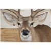 Image 7 : 10-Point WHITETAIL DEER Shoulder Mount with Drop Tines