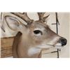Image 8 : 10-Point WHITETAIL DEER Shoulder Mount with Drop Tines