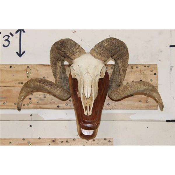 CORSICAN RAM Skull on a Wooden Wall Pedestal