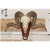 Image 1 : CORSICAN RAM Skull on a Wooden Wall Pedestal