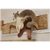 Image 2 : CORSICAN RAM Skull on a Wooden Wall Pedestal