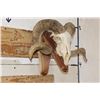 Image 3 : CORSICAN RAM Skull on a Wooden Wall Pedestal