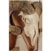 Image 4 : CORSICAN RAM Skull on a Wooden Wall Pedestal