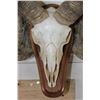 Image 5 : CORSICAN RAM Skull on a Wooden Wall Pedestal