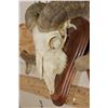 Image 6 : CORSICAN RAM Skull on a Wooden Wall Pedestal