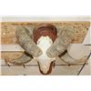 Image 8 : CORSICAN RAM Skull on a Wooden Wall Pedestal