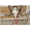 Image 9 : CORSICAN RAM Skull on a Wooden Wall Pedestal