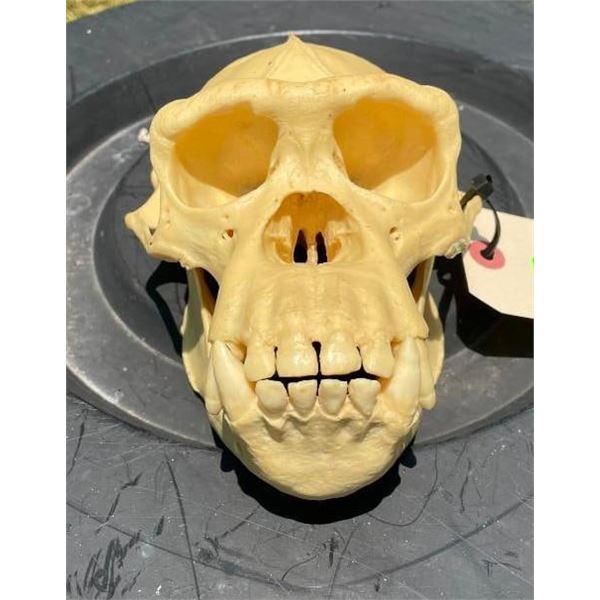 *New* Reproduction CHIMPANZEE or Chimp Skull with a Removable Jaw