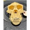 Image 1 : *New* Reproduction CHIMPANZEE or Chimp Skull with a Removable Jaw