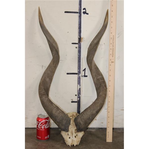 Giant SITATUNGA Horns on a Skull Cap